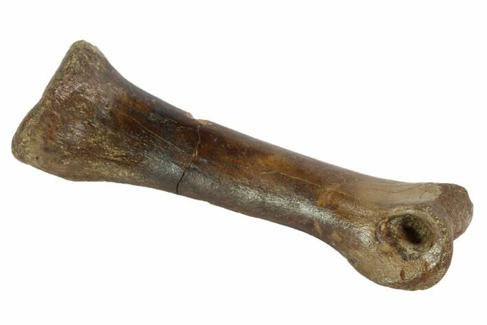 Theropod Toe Bone - Montana #97393